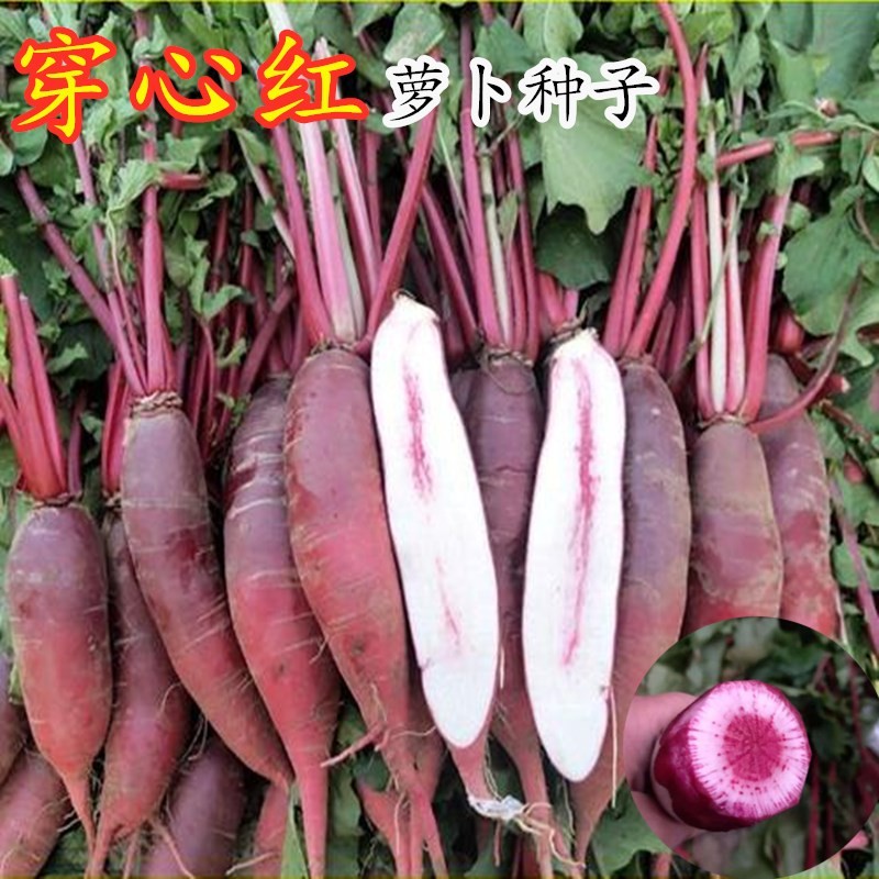 红心萝卜种子穿心红萝卜抗病性强