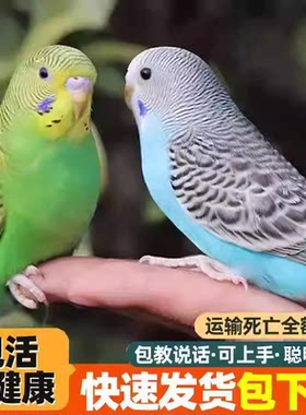 虎皮鹦鹉活鸟小宠物好养能教说话