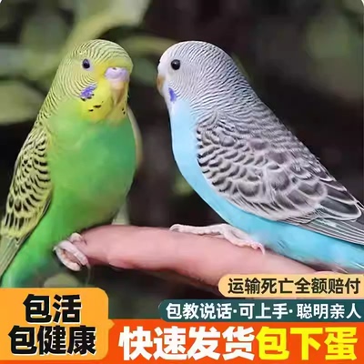 虎皮鹦鹉活鸟小宠物好养能教说话