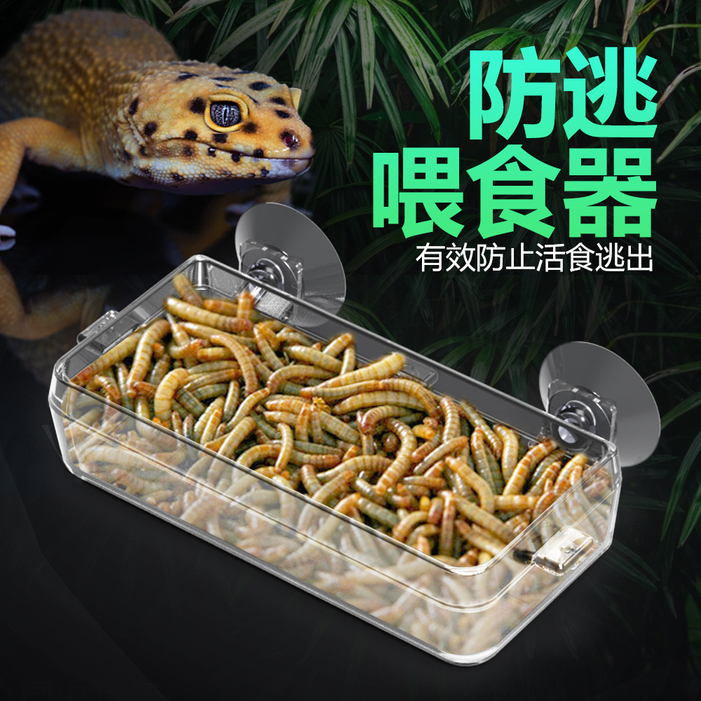 爬虫睫角树蛙吸盘喂食鬃狮透明