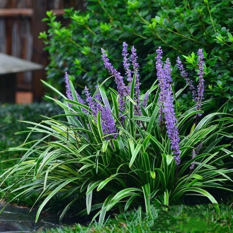 金边麦冬玉龙草阔叶苗庭院绿化四季常青耐寒耐阴植物矮麦冬玉龙草