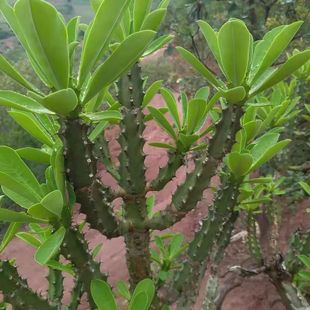 云南野生霸王鞭大叶镇宅招财仙人掌盆栽多头植物中药材插苗不带叶