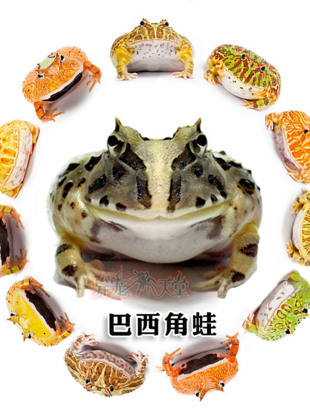 活体角蛙宠物青蛙黄金绿角蝴蝶钟角霸王巴西小丑非洲牛蛙姥爷树蛙