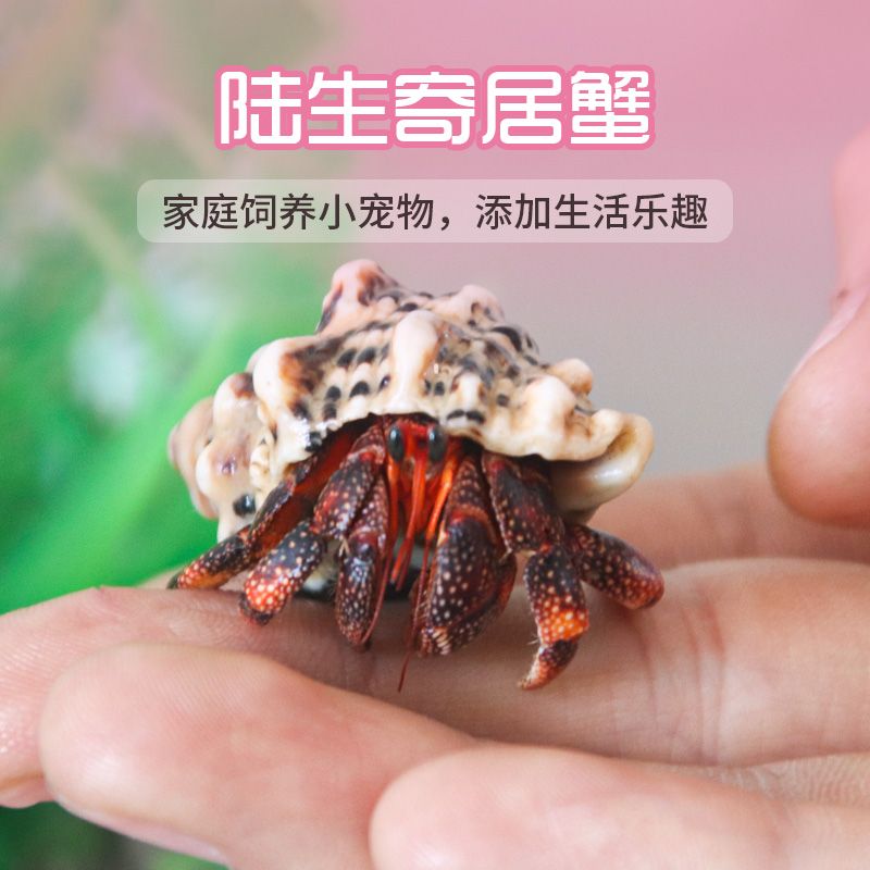 寄居蟹懒人宠物新手好养