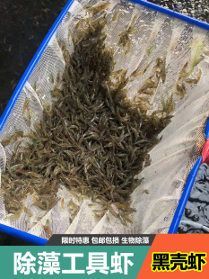 除藻虾活体草缸工具虾清洁虾苗大和藻虾淡水宠物活体观赏虾黑壳虾