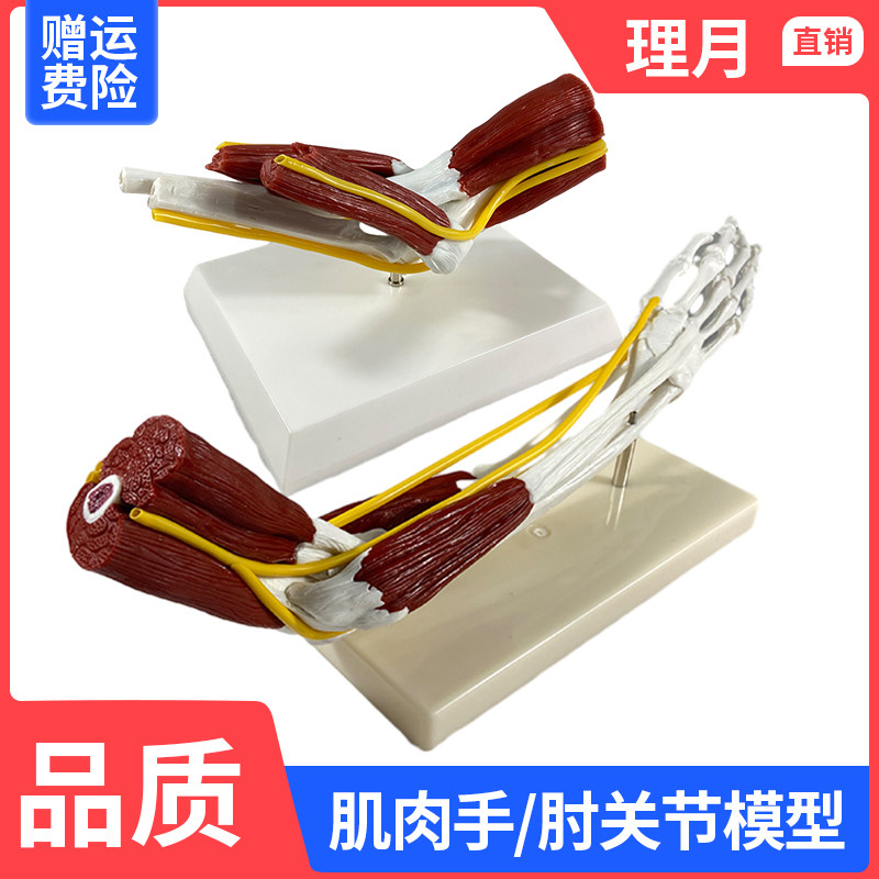 人体肘关节肌肉模型理月