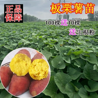 济薯26红薯苗山东好成活产量高