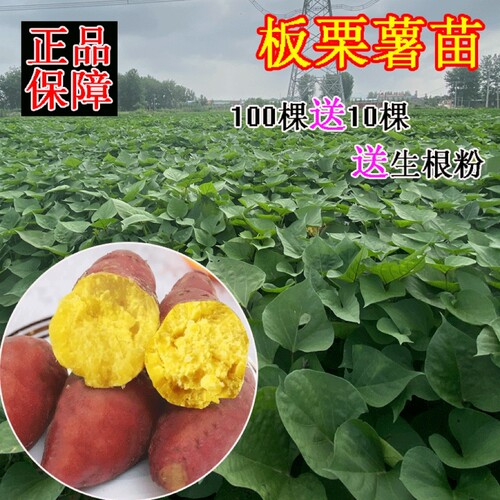 济薯26红薯苗山东好成活产量高