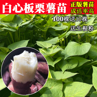 红薯苗白心板栗薯高淀粉老品种地瓜秧藤高产脱毒原种种植农科院