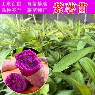 紫薯苗红薯藤水晶紫薯糖紫心蜜薯紫罗兰花叶2地瓜秧高产包邮种植