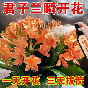 催花剂君子兰快速拔箭专用营养液体肥防黄叶枯萎烂根催开花肥料
