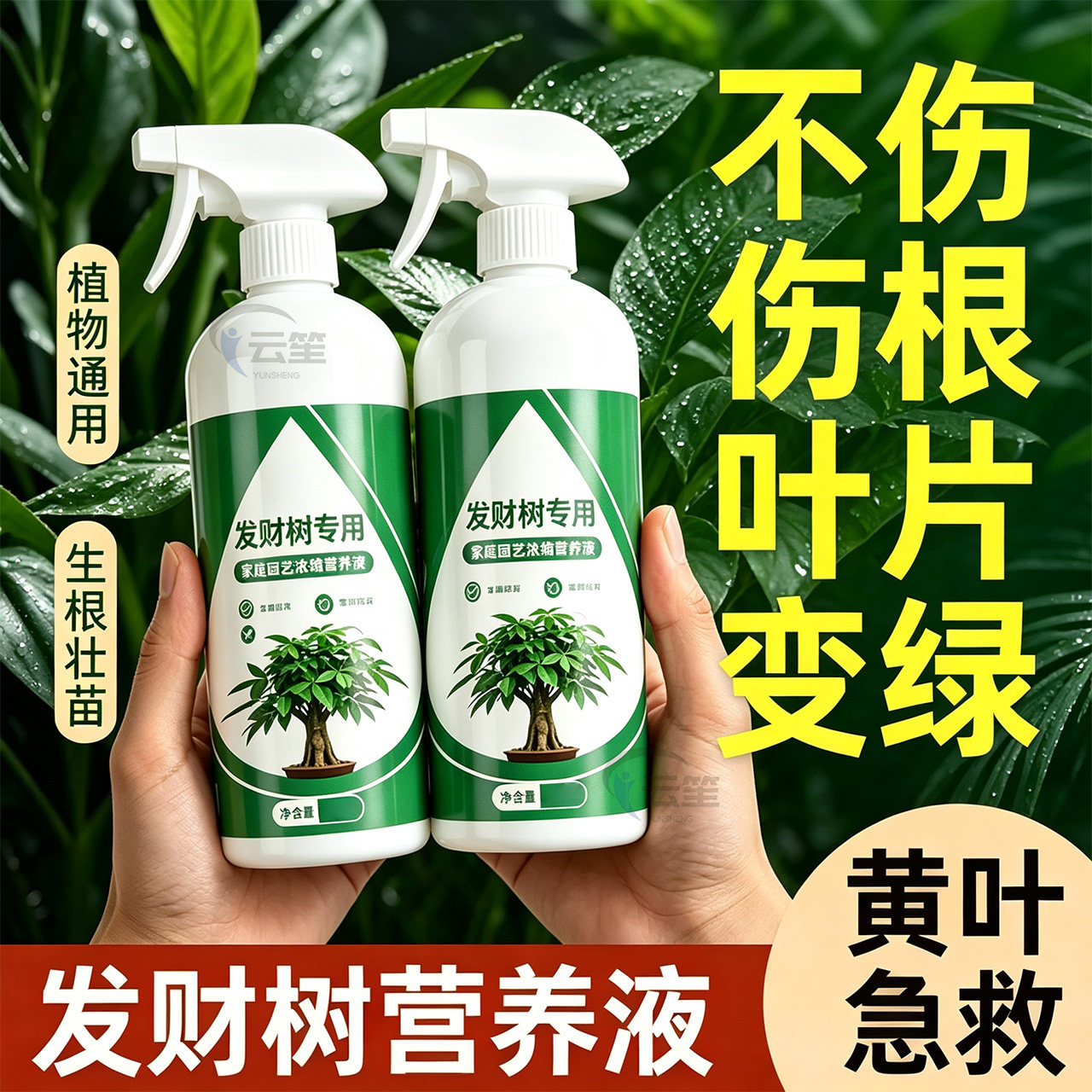 发财树专用营养液黄叶烂根急救