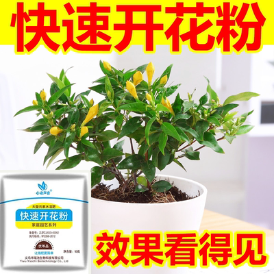 快速开花粉三角梅茶花盆栽通用型