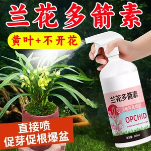 热卖兰花多箭素爆芽生根多箭出芽