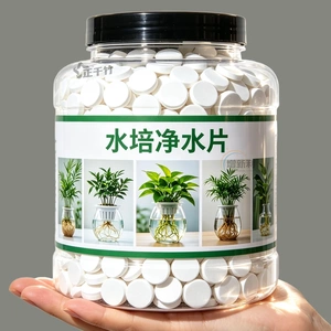 富贵竹水培净水片除臭黄叶