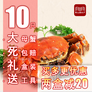 南昌军山湖大闸蟹10只2.5-3两全母大闸蟹螃蟹礼盒装鲜活螃蟹顺丰