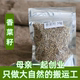包邮 松须菜籽胡荽籽 正宗香菜籽 别名芫荽籽 50g菜籽 新货 6件