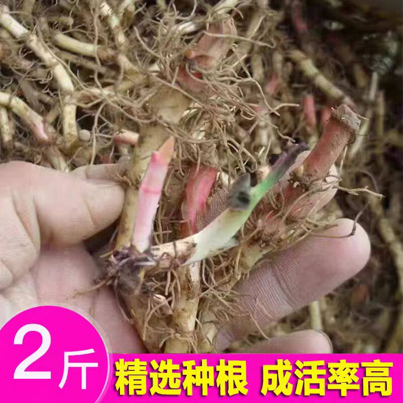 折耳根种子鱼腥草种籽粒野生种苗鱼腥草