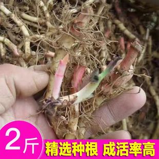 折耳根种子鱼腥草种籽粒野生种苗节尔根新鲜蔬菜贵州四季盆栽2斤
