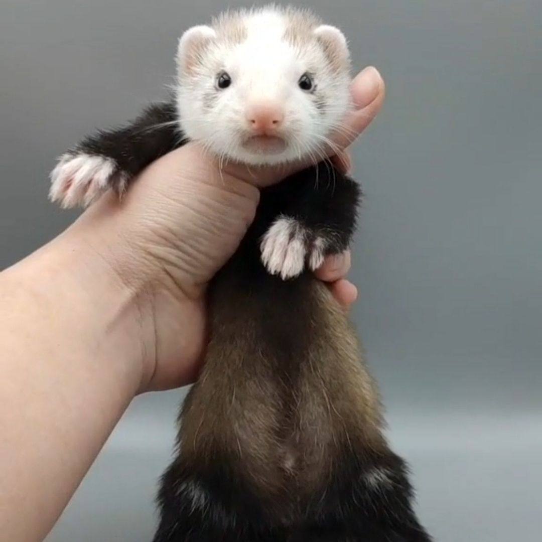 宠物貂安格貂小雪貂活物安哥鲁花貂白貂幼崽安德鲁貂幼崽