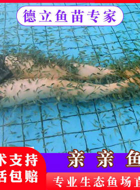 鱼足疗鱼温泉鱼星子鱼