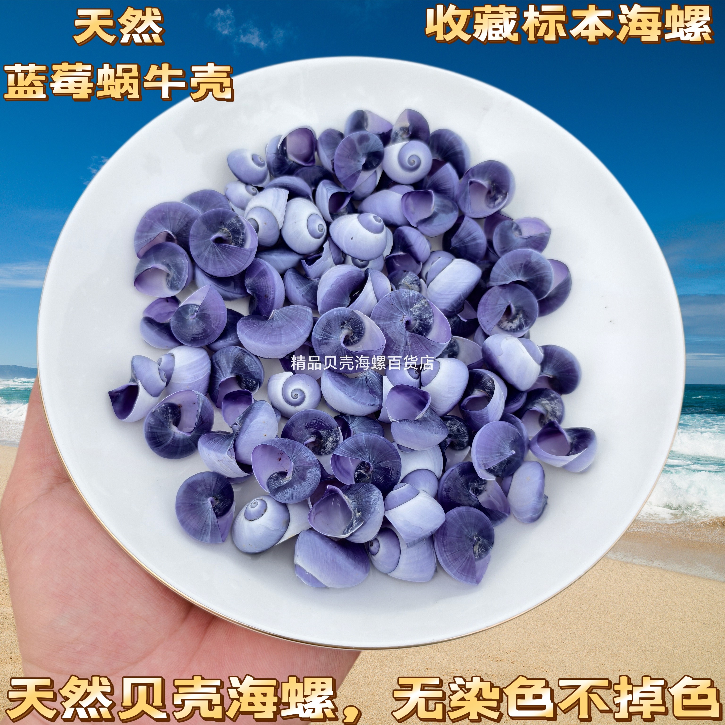 紫色面包螺天然贝壳海螺海星寄居蟹卷贝鱼专用婚庆地台鱼缸水族箱