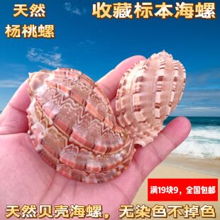 天然大号杨桃螺海螺壳瓜子螺家居装饰卷贝鱼寄居蟹壳水族造景贝壳