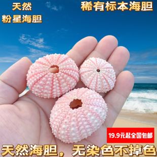 天然梦幻海胆粉红海胆壳橱窗设计装饰DIY墙贴装潢 地中海家居紫色