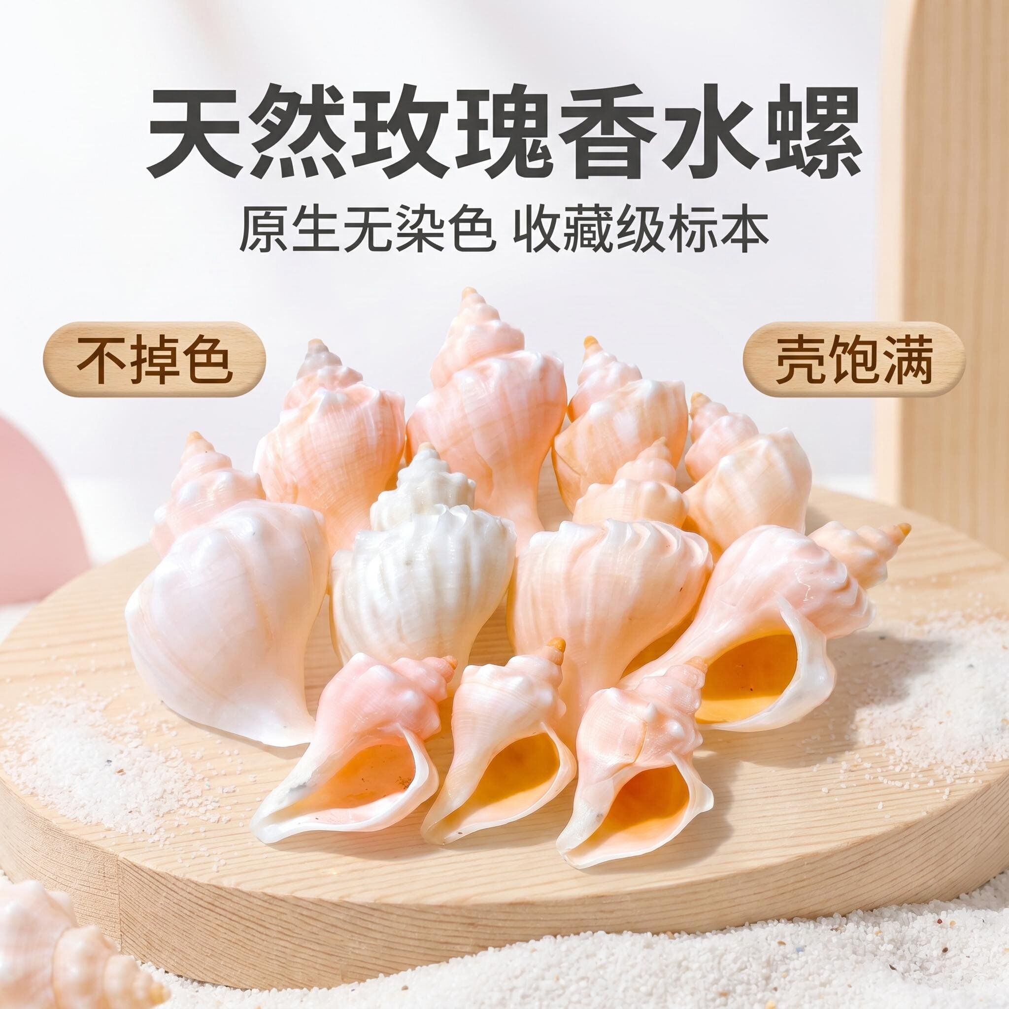 粉色香水螺寄居蟹替换壳天然贝壳海螺壳鱼缸造景摆件收藏卷贝繁殖图片