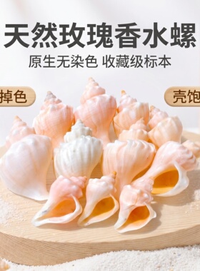 粉色香水螺寄居蟹替换壳天然贝壳海螺壳鱼缸造景摆件收藏卷贝繁殖