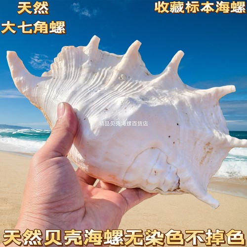 包邮特价大七角螺笔架螺蜘蛛螺天然海螺贝壳鱼缸造景书房客厅摆件