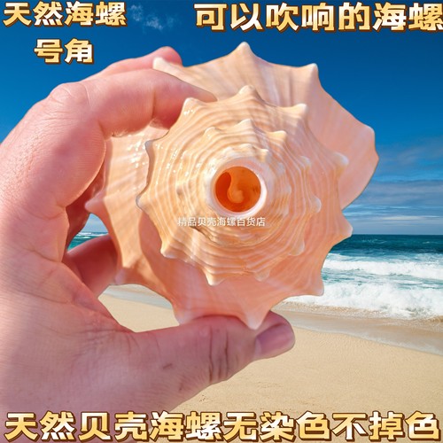 超大纯天然天王七角螺 七角海螺号角 收藏摆件装饰天然贝壳海螺
