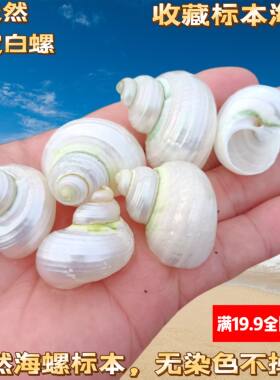 天然海螺贝壳白夜光绿螺寄居蟹替换壳去皮小青螺鱼缸造景装饰摆件