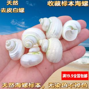 天然海螺贝壳白夜光绿螺寄居蟹替换壳去皮小青螺鱼缸造景装 饰摆件