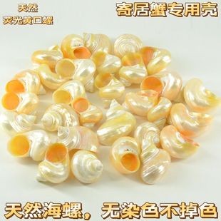 天然海螺贝壳荧光螺寄居蟹替换壳卷贝鱼专用壳鱼缸造景水族装饰品