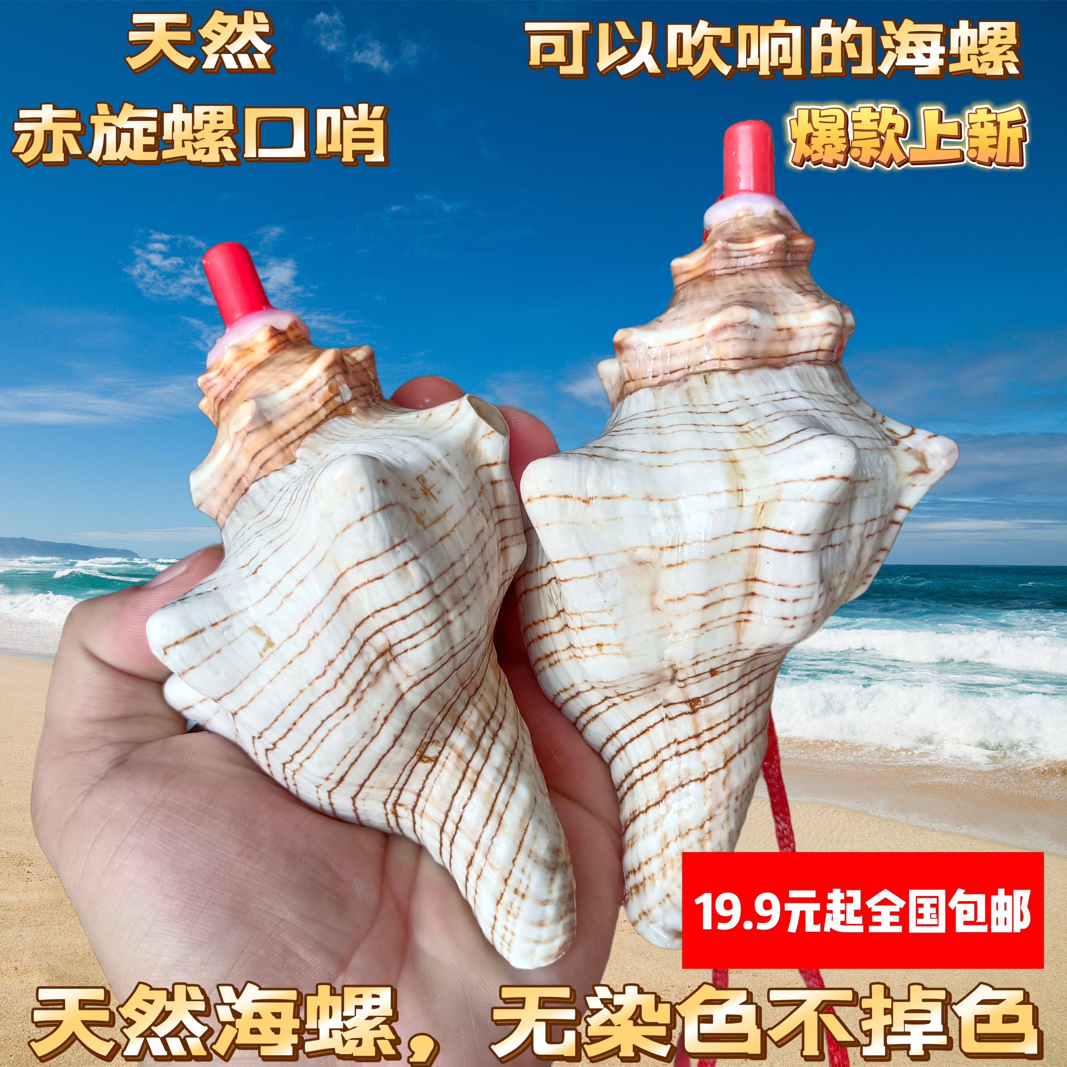 超大天然贝壳海螺口哨子孩子儿童玩具喇叭工艺品可吹号角饰品挂件图片