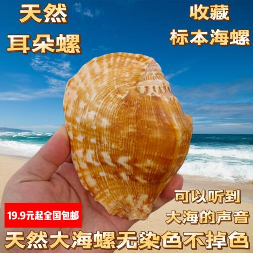 佛耳螺天然超大贝壳海螺耳朵螺工艺品居家装饰品多肉花盆家居摆件
