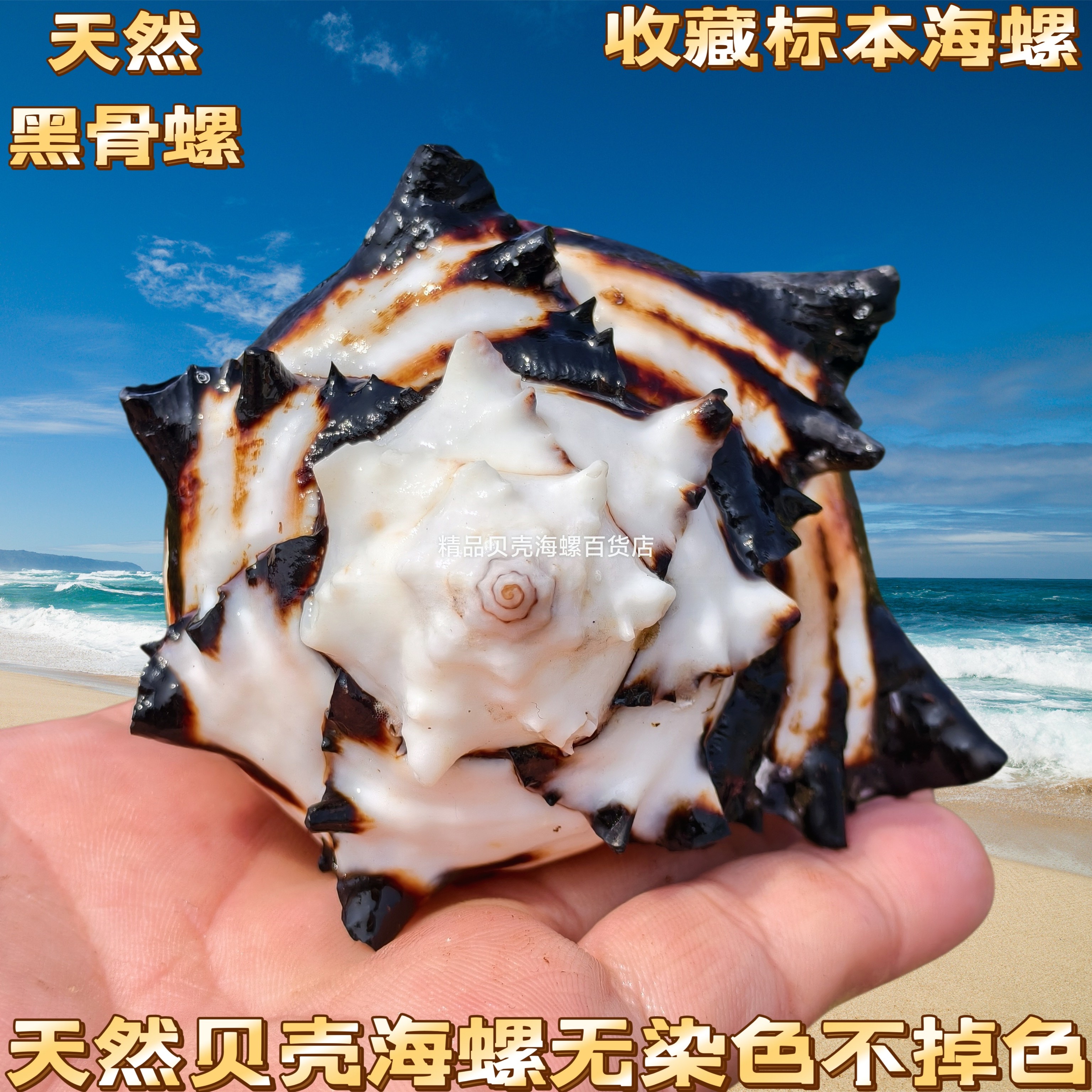 天然海螺贝壳黑斑马黑骨螺莴苣骨螺鱼缸水族造景家居寄居蟹替换壳,家居饰品,海螺/贝壳/珊瑚,淘宝优惠券,粉丝福利购,淘宝优惠卷