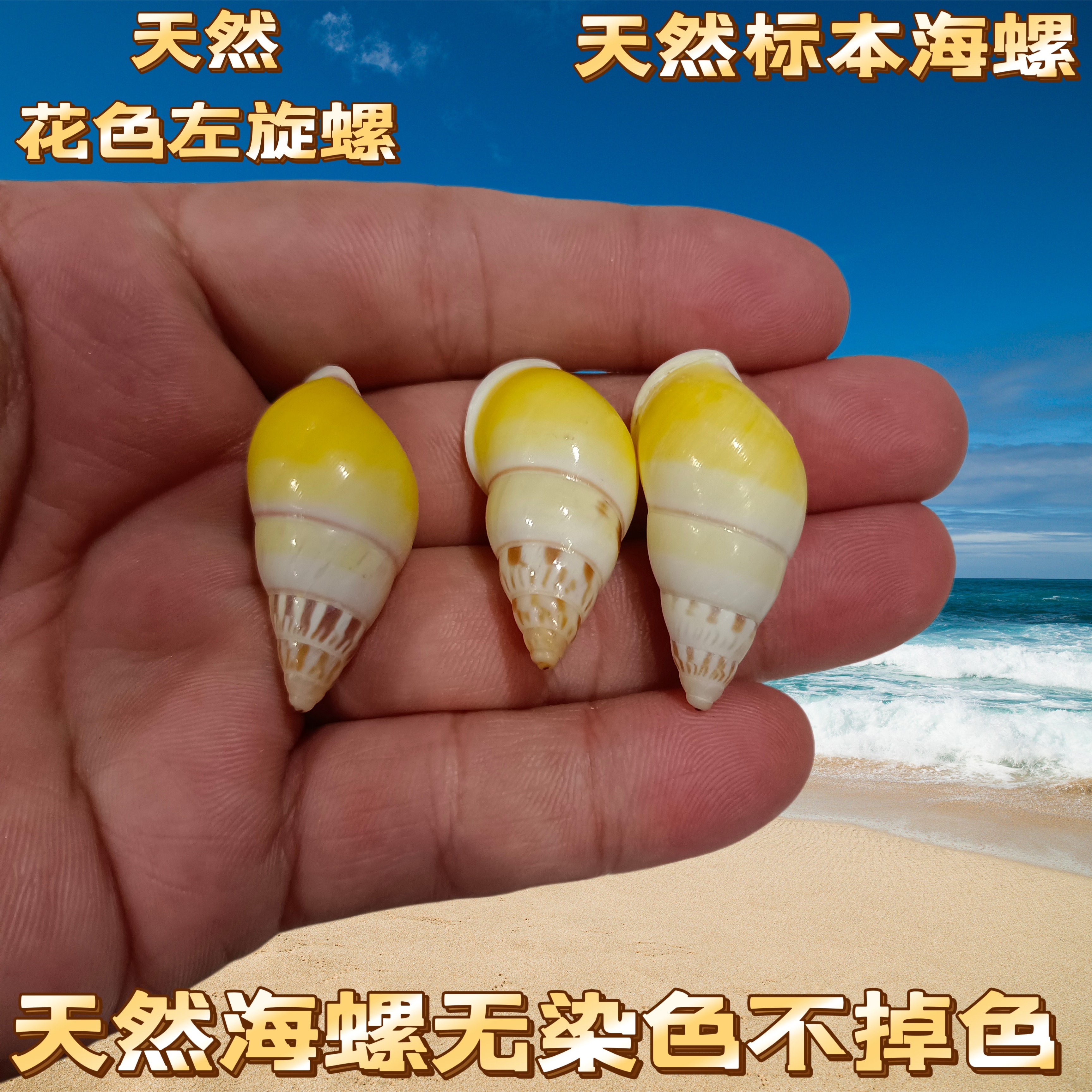 寄居蟹替换宠物壳天然大口径海边壳装饰贝壳螺迷你小号大号白口图片