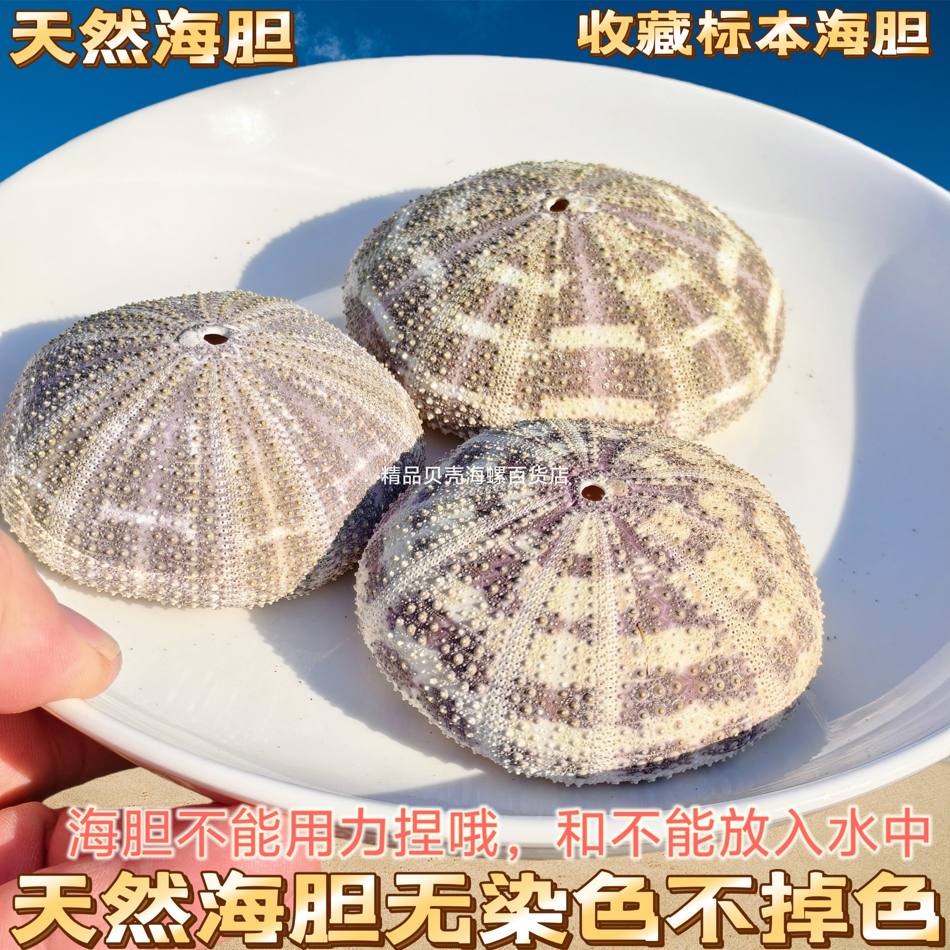 天然海螺贝壳绿海胆壳空凤海胆花盆多肉花盆创意灯罩外壳装饰摆件图片