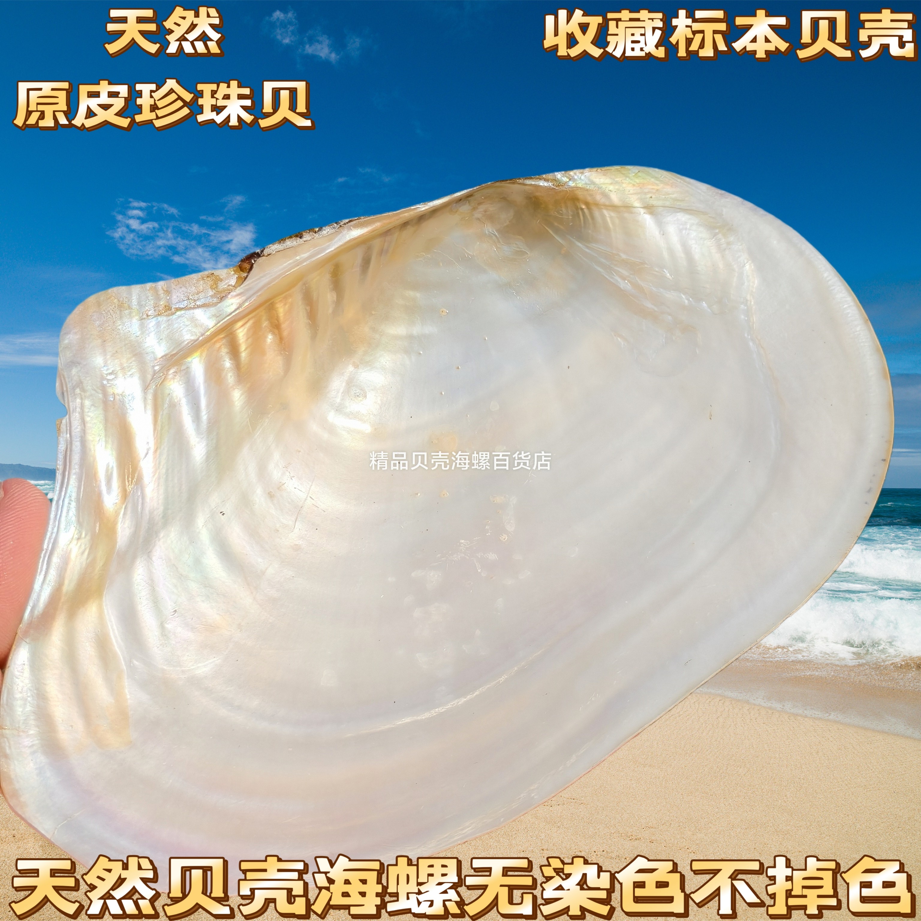 珍珠贝母空颜料盘蚌壳特大号炫彩极光贝壳打磨抛光贝母无加工贝壳