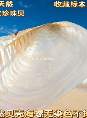 珍珠贝母空颜料盘蚌壳特大号炫彩极光贝壳打磨抛光贝母无加工贝壳
