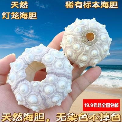 稀有天然海胆壳套餐标本 空气凤梨相框小夜灯材料 紫色白粉色礼物