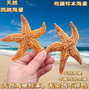 【真海星 不染色 可看货】超绚丽黄金大海星 贝壳海螺收藏标本