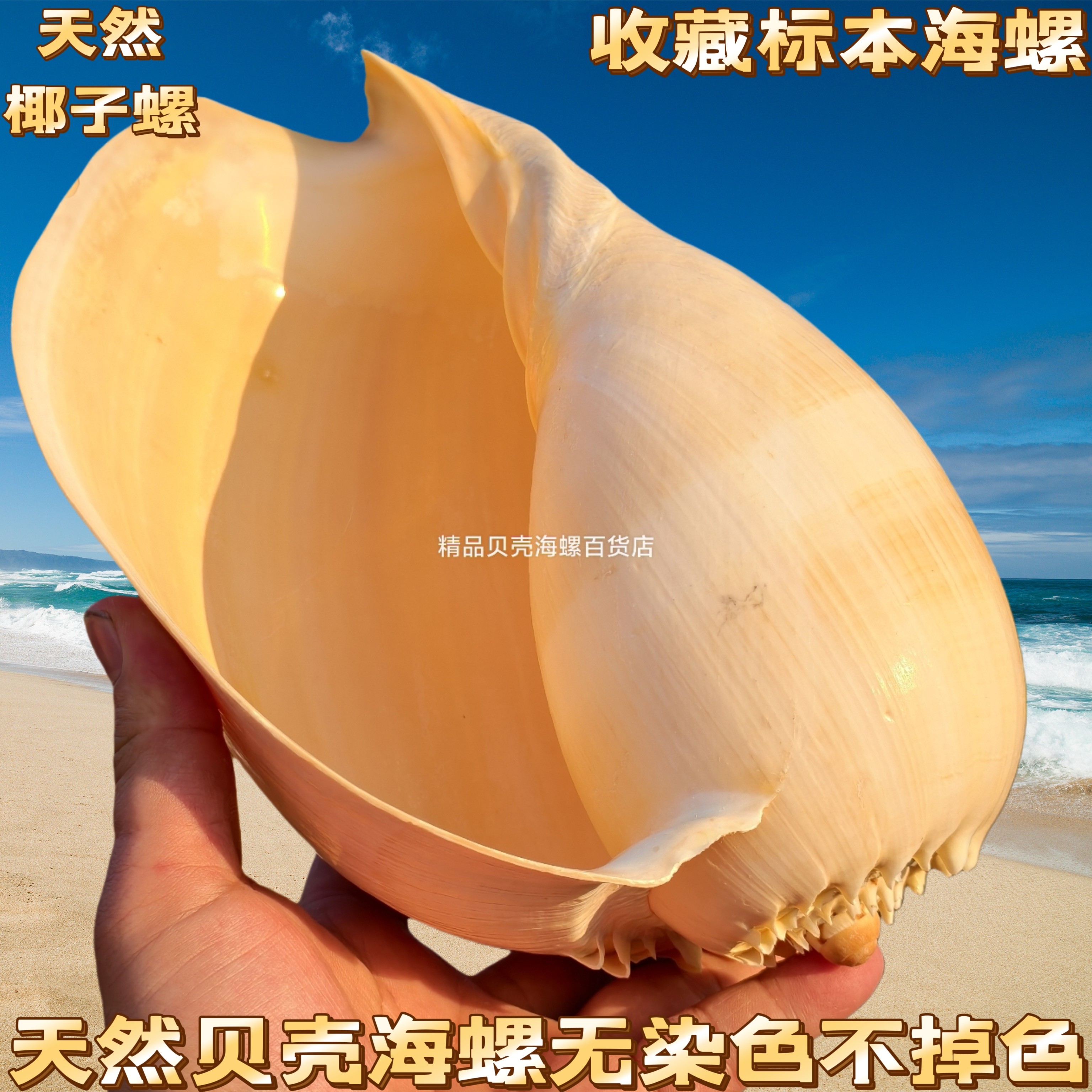 超大天然海螺贝壳黄瓢螺椰子螺  听海的声音居家装饰创意花盆摆件