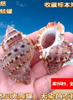 天然海螺丽珠蛙螺贝壳鱼缸水族造景家居橱窗装饰摆件寄居蟹替换壳