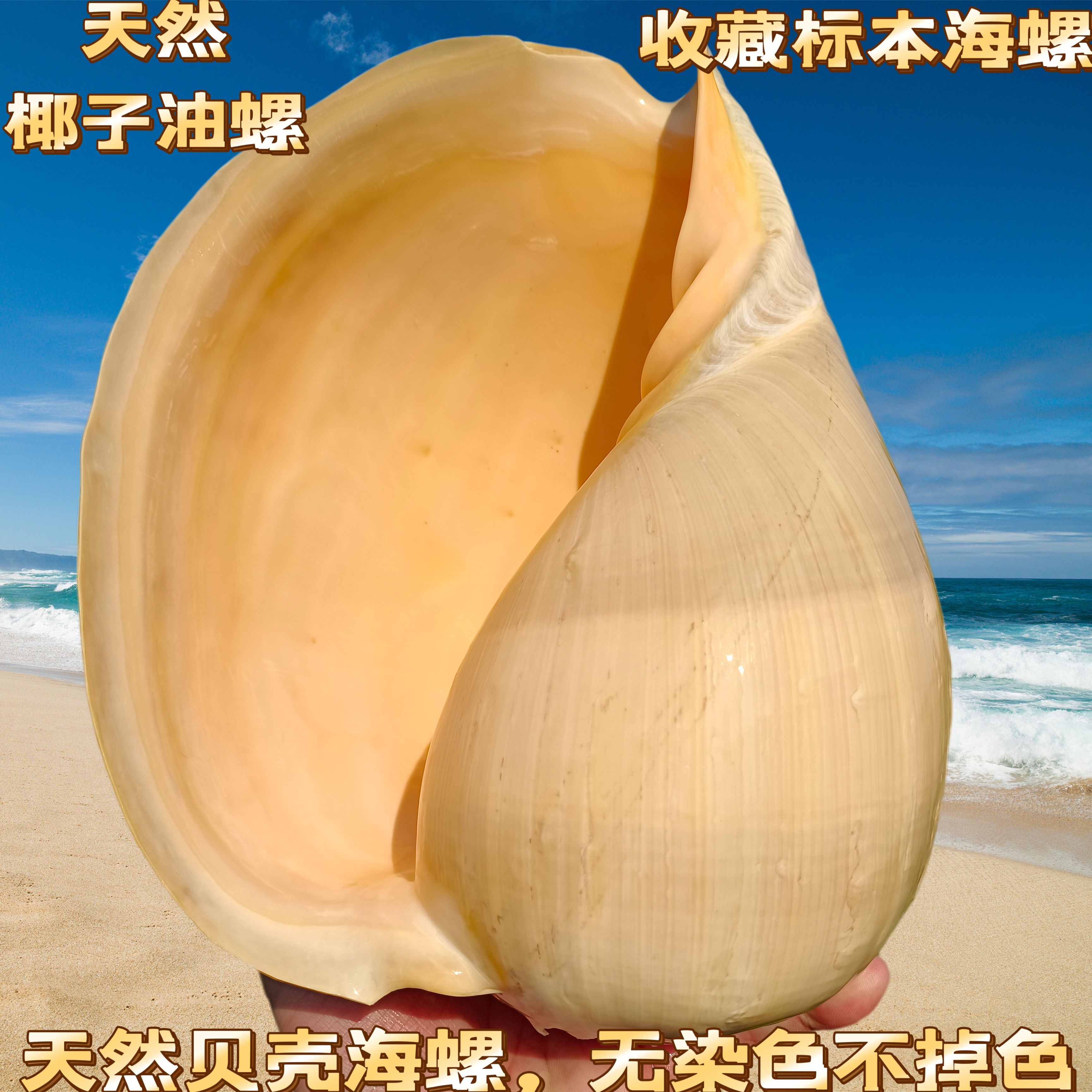 天然听大海声音大海螺贝壳黄金椰子油螺创意家居菜盘多肉绿植盆栽