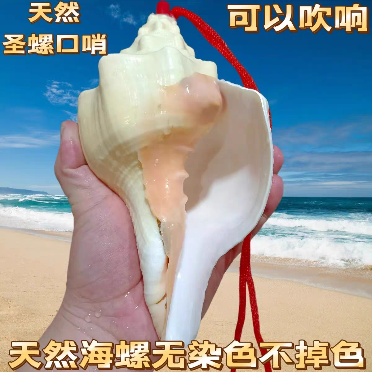 天然海螺号喇叭口哨儿童吹号玩具小螺号创意礼物大海螺号角