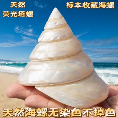 天然海螺贝壳塔型钟螺珍珠鱼缸造景装饰家居儿童礼物摆件收藏把玩