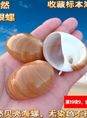 天然贝壳海螺蜗牛螺棕色螺猫眼螺地台装饰收藏鱼缸DIY寄居蟹壳子